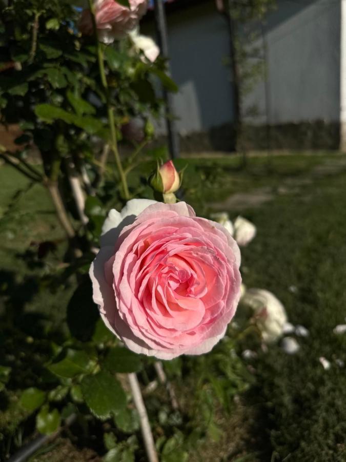 Хотелски Комплекс Копитото Tamarino 外观 照片